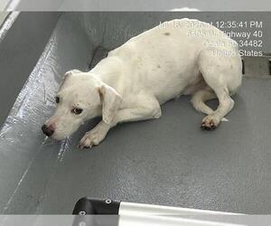 Mutt Dogs for adoption in Ocala, FL, USA