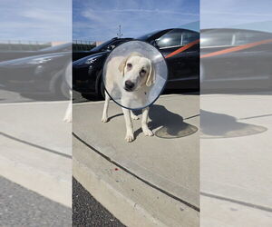 Great Pyrenees-Unknown Mix Dogs for adoption in Brooklyn, NY, USA