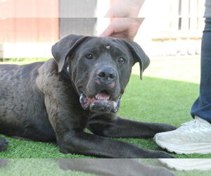 Mutt Dogs for adoption in Chestertown, MD, USA