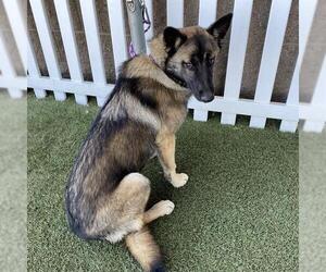German Shepherd Dog-Unknown Mix Dogs for adoption in Modesto, CA, USA