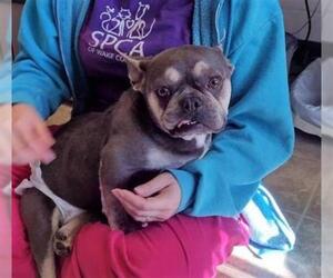 French Bulldog Dogs for adoption in Raleigh, NC, USA