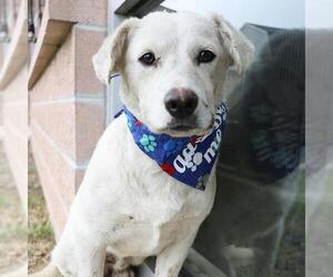 Labrador Retriever Dogs for adoption in San Antonio, TX, USA