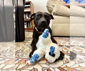 Mutt Dogs for adoption in Euless, TX, USA