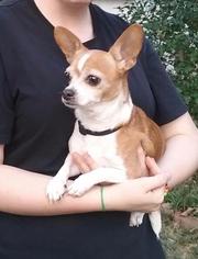 Chihuahua Dogs for adoption in Washington, DC, USA