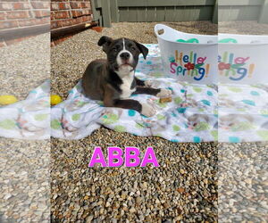 American Pit Bull Terrier-Unknown Mix Dogs for adoption in Fishers, IN, USA