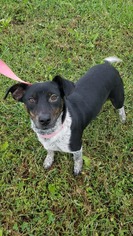 Rat Terrier-Unknown Mix Dogs for adoption in Baraboo, WI, USA