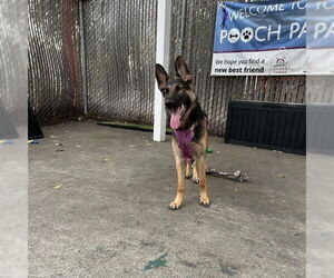 German Shepherd Dog Dogs for adoption in Alameda, CA, USA