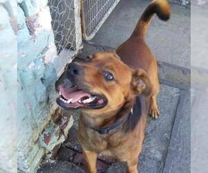 American Pit Bull Terrier Dogs for adoption in Roanoke, VA, USA