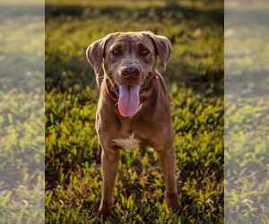 Labrador Retriever-Unknown Mix Dogs for adoption in Dumont, NJ, USA