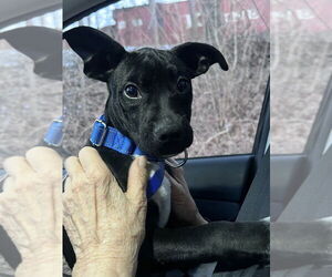 Boston Terrier-Unknown Mix Dogs for adoption in Brewster, NY, USA