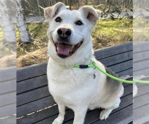 Huskies -Unknown Mix Dogs for adoption in Anchorage, AK, USA