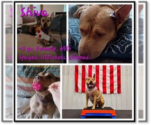 American Staffordshire Terrier Dogs for adoption in Pensacola, FL, USA