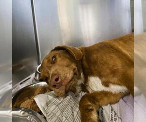 Labrador Retriever Dogs for adoption in San Antonio, TX, USA