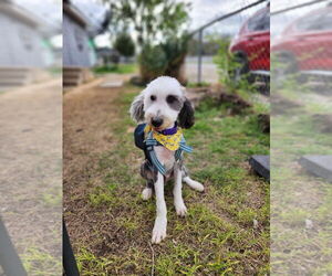 Mutt Dogs for adoption in Bullard, TX, USA