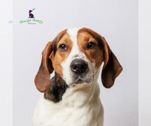 Treeing Walker Coonhound Dogs for adoption in Crystal , MN, USA