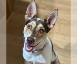 Rat Terrier-Unknown Mix Dogs for adoption in Canton, CT, USA
