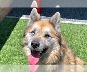 Alaskan Malamute-German Shepherd Dog Mix Dogs for adoption in Moreno Valley, CA, USA