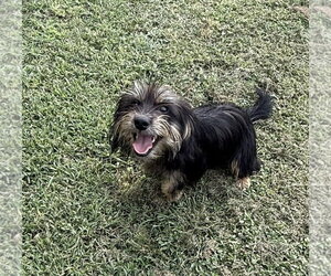 Mutt Dogs for adoption in Oakhurst, NJ, USA