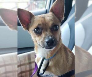 Chihuahua Dogs for adoption in Leonardtown, MD, USA