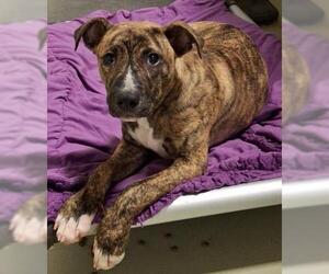 Mutt Dogs for adoption in Bakersfield, CA, USA