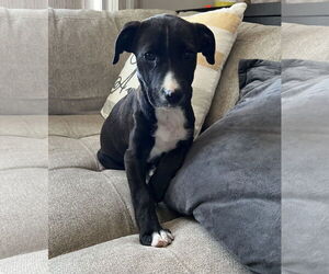 Mountain Cur-Unknown Mix Dogs for adoption in Duluth, MN, USA