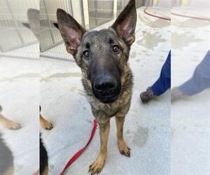 German Shepherd Dog-Unknown Mix Dogs for adoption in Elk Grove, CA, USA