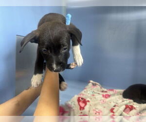 - Mix Dogs for adoption in San Bernardino, CA, USA