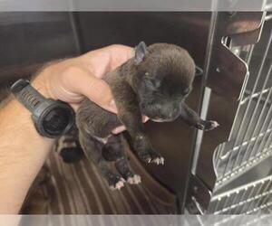 American Staffordshire Terrier-Unknown Mix Dogs for adoption in Houston, TX, USA