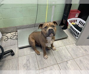 American Bulldog-Unknown Mix Dogs for adoption in Grand Prairie, TX, USA