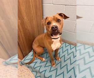 American Pit Bull Terrier Dogs for adoption in Brighton, CO, USA