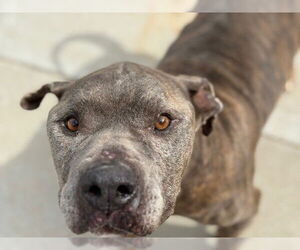 American Pit Bull Terrier-Unknown Mix Dogs for adoption in Tulsa, OK, USA