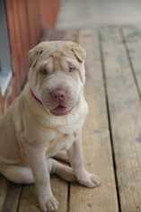 Chinese Shar-Pei Dogs for adoption in Wenonah, NJ, USA