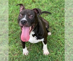 Staffordshire Bull Terrier Dogs for adoption in Little Rock, AR, USA