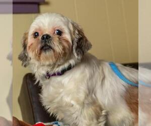 Shih Tzu Dogs for adoption in Madison, WI, USA