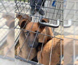 Mutt Dogs for adoption in Stockton, CA, USA