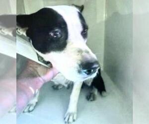 Staffordshire Bull Terrier Dogs for adoption in Houston, TX, USA