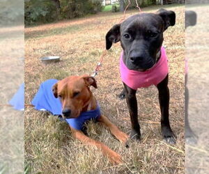 Mutt Dogs for adoption in Boonton, NJ, USA