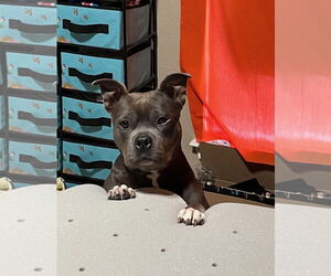 Mutt Dogs for adoption in Euless, TX, USA