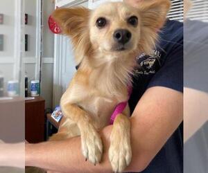 Pomeranian Dogs for adoption in Denton, TX, USA