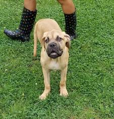 Muscle Mastiff Dogs for adoption in Alton, IL, USA