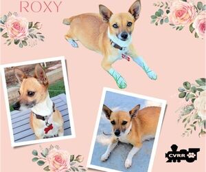 Chihuahua-Unknown Mix Dogs for adoption in Lindsay, CA, USA