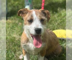 Parson Russell Terrier-Unknown Mix Dogs for adoption in Yardley, PA, USA