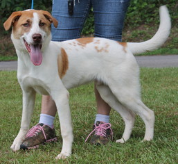 Pointer Dogs for adoption in Prattville, AL, USA