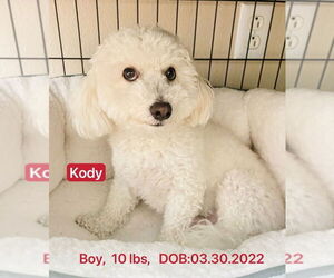 Bichon Frise Dogs for adoption in West Hollywood, CA, USA