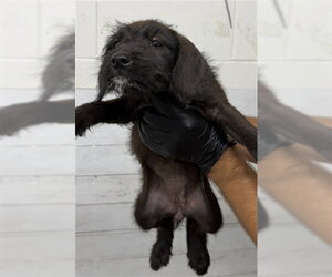 Mutt Dogs for adoption in San Bernardino, CA, USA