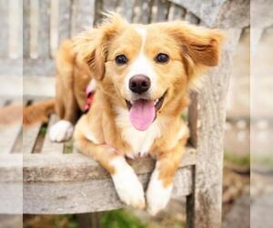 Cocker Spaniel Dogs for adoption in Fredericksburg, TX, USA