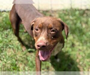 Labrador Retriever-Unknown Mix Dogs for adoption in Tulsa, OK, USA