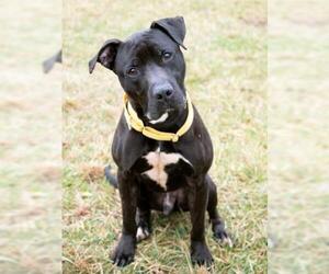 American Pit Bull Terrier-Unknown Mix Dogs for adoption in Derwood, MD, USA