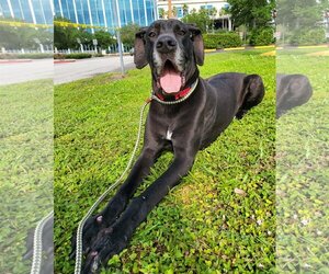 Great Dane Dogs for adoption in Tampa, FL, USA
