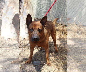 Chow Chow-Unknown Mix Dogs for adoption in El Centro, CA, USA